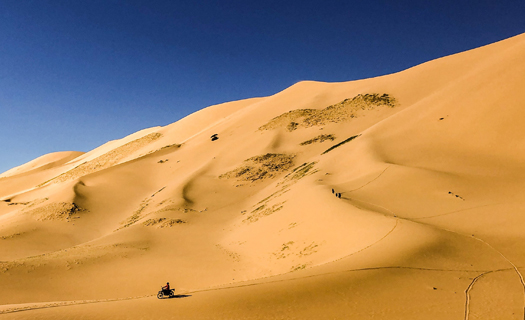 Cào cào vượt sa mạc Gobi